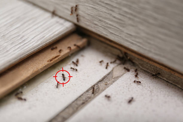 Best Emergency Pest Control  in Lake City, GA