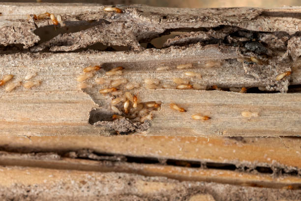 Best Rat Extermination Near Me  in Lake City, GA