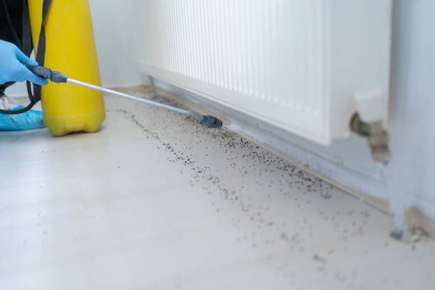 Best Local Pest Control Services  in Lake City, GA